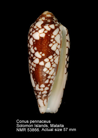 Conus pennaceus.jpg - Conus pennaceusBorn,1778